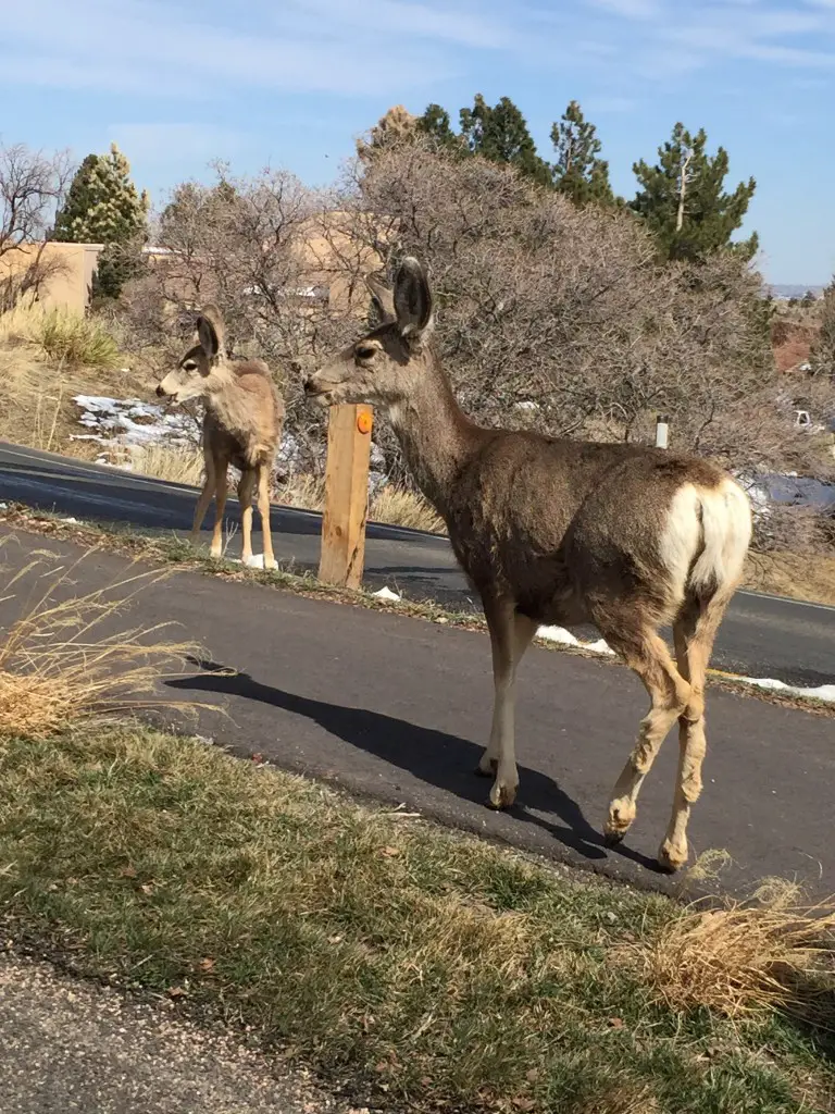 deer on street in colorado