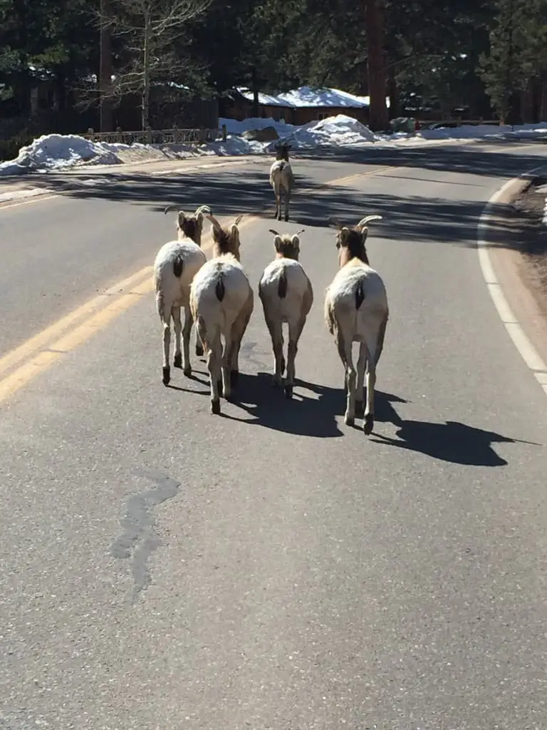 Sheep on a road