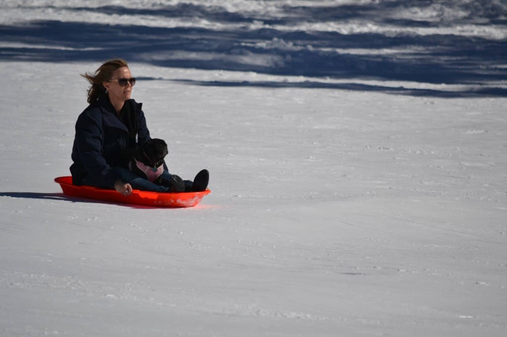 carter park sledding with pugs
