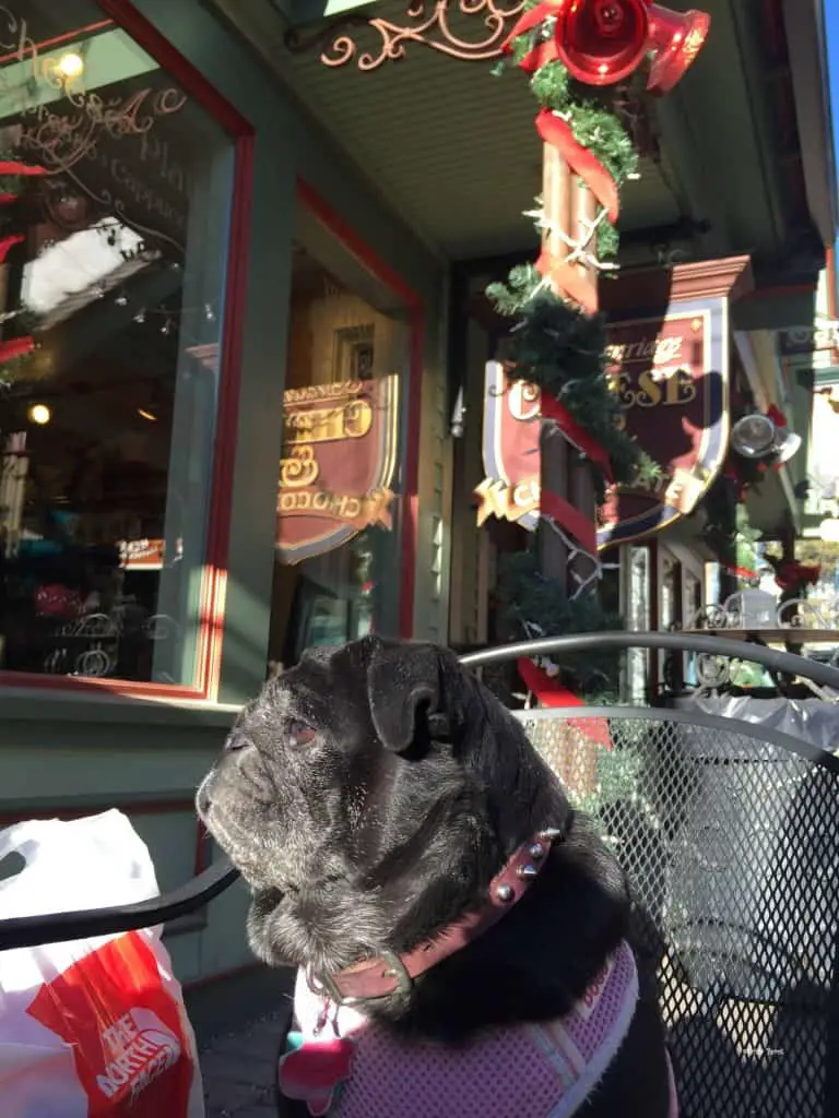 beni enjoying the patio seating