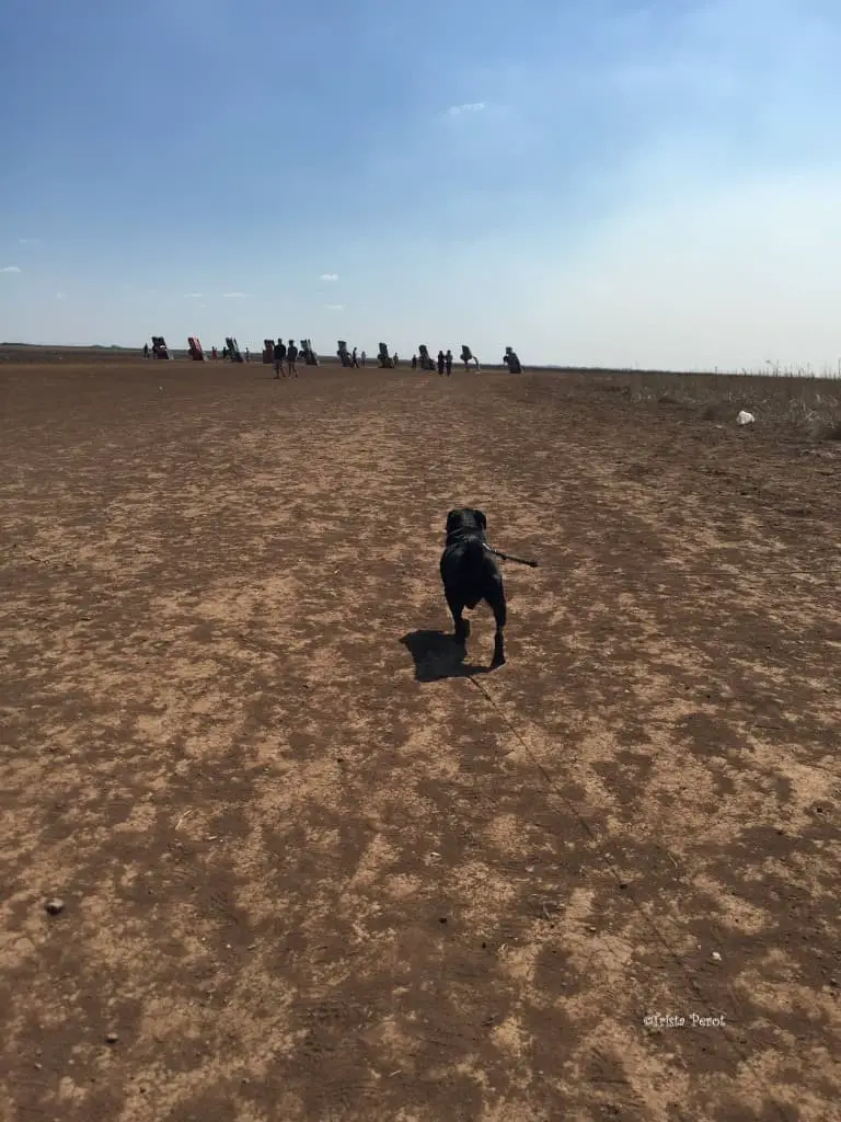 the field on the way to cadillac ranch