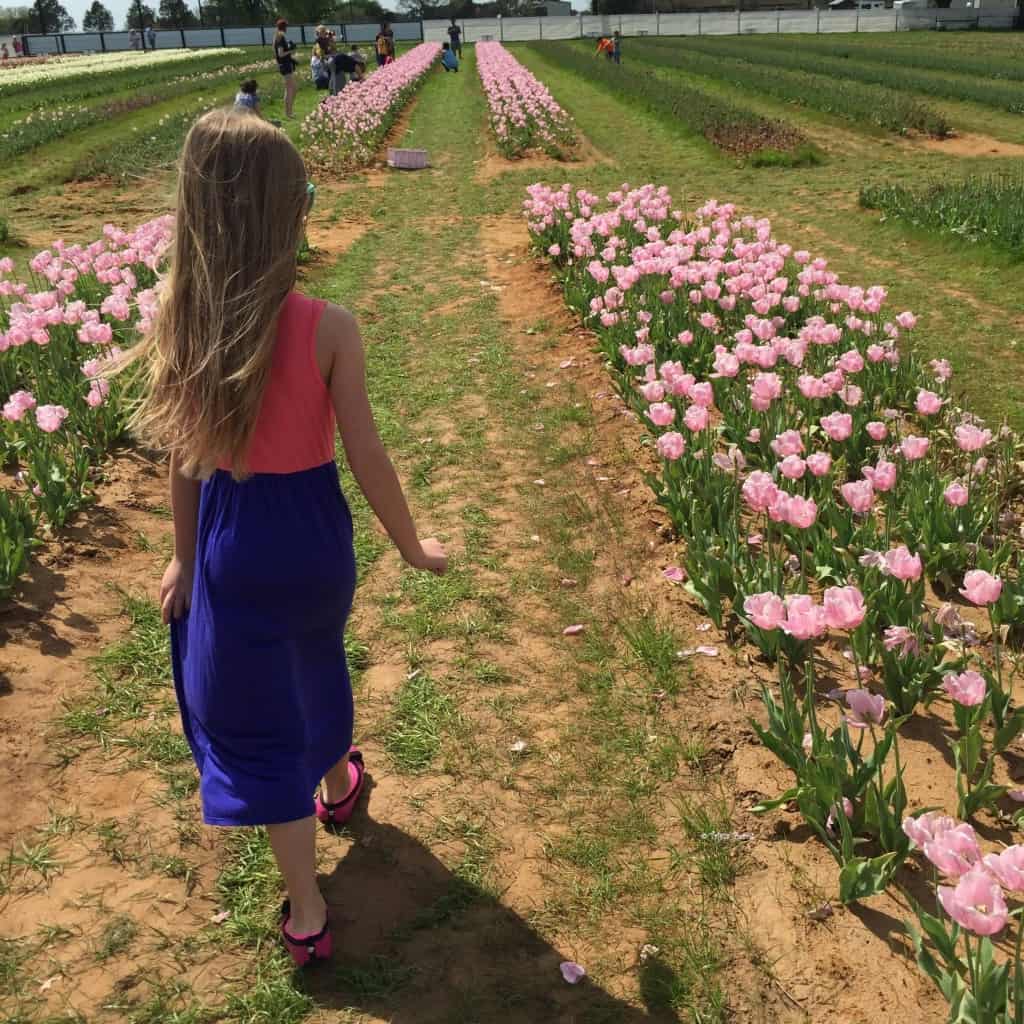 tiptoe in the tulip beds at texas tulips