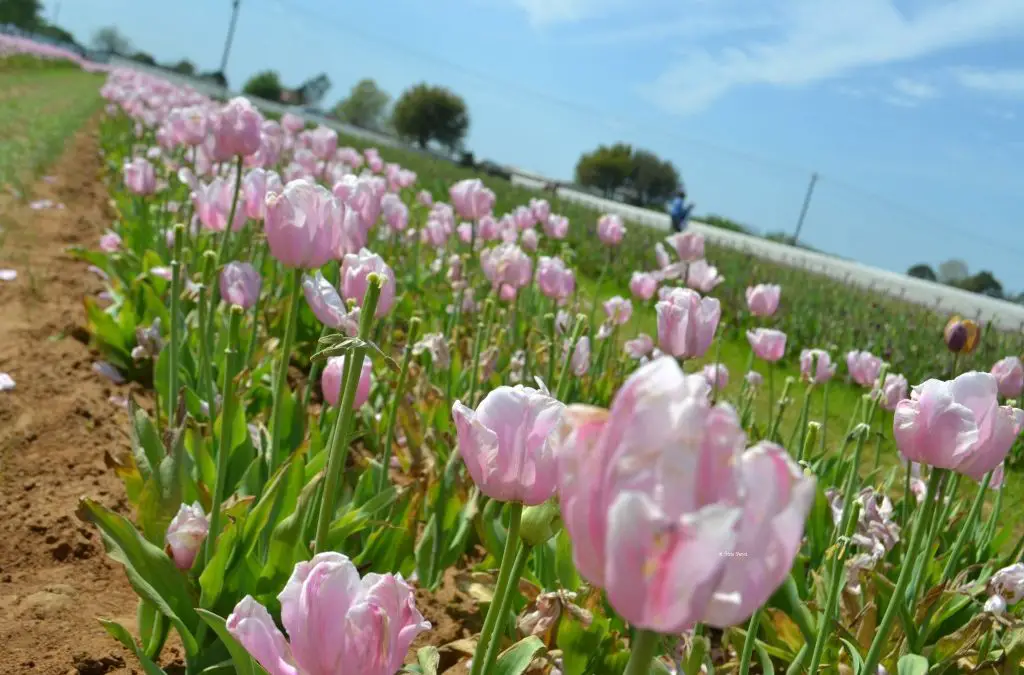 Texas-Tulips is “Arboretum-lite”
