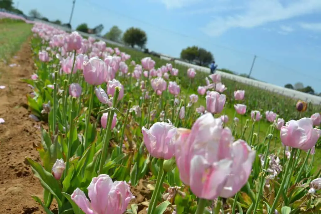 pink texas tulips