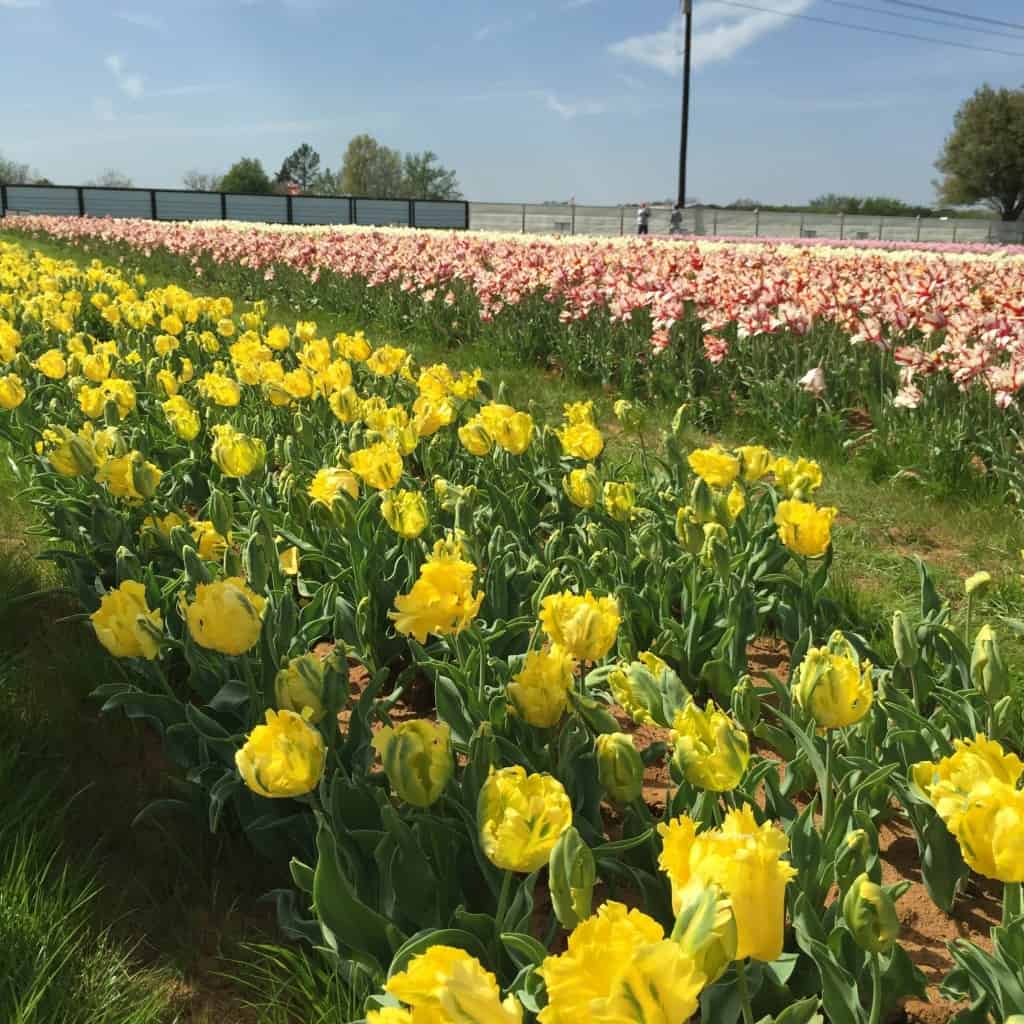 yellow blooming tulips at texas tulips