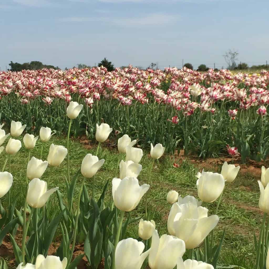 texas tulips in bloom