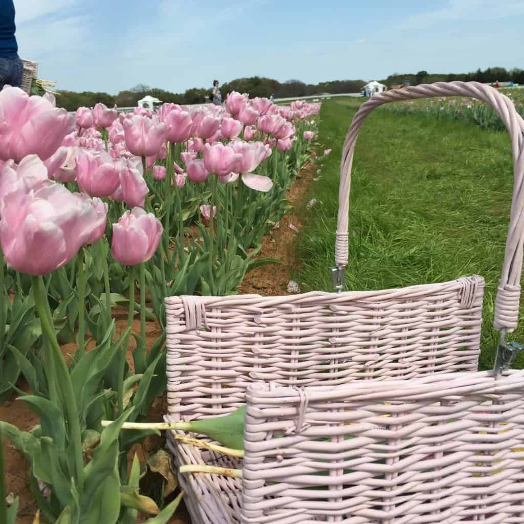 gathering basket at texas tulips gathering basket at texas tulips