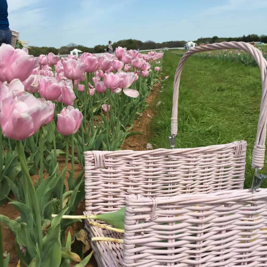 gathering basket at texas tulips