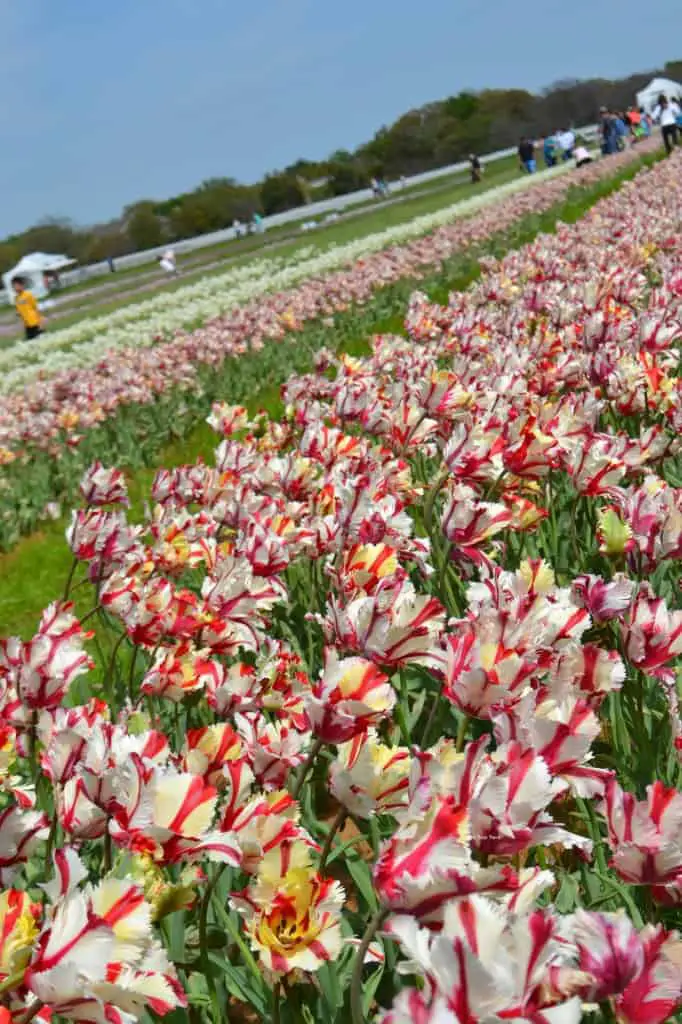 peppermint tulips at texas tulips