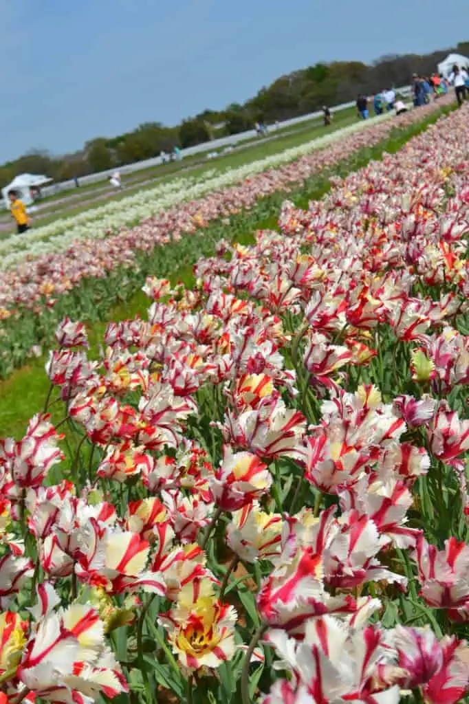 peppermint tulips at texas tulips peppermint tulips at texas tulips