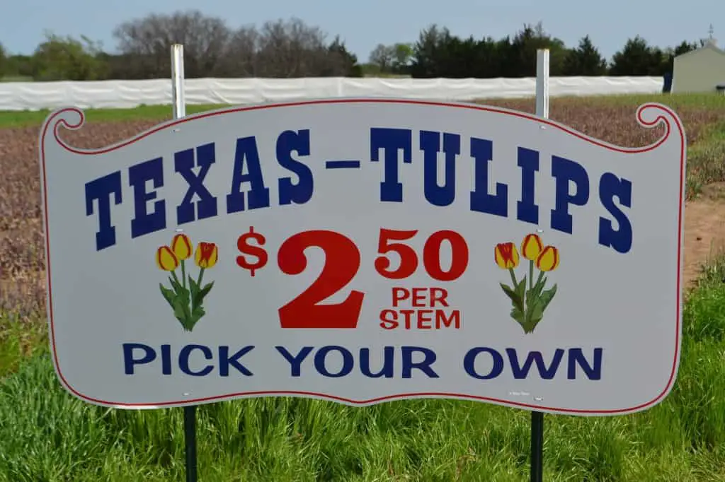 texas tulips prices
