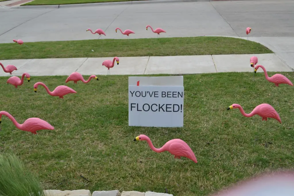you've been flocked