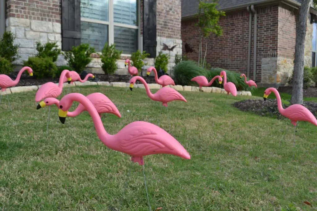 yard flamingos