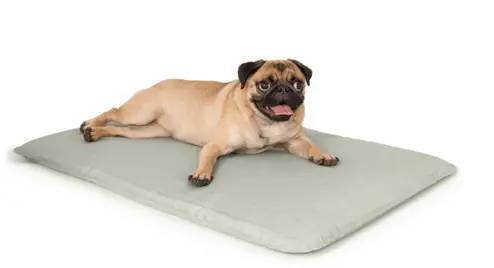 Pug on a dog bed