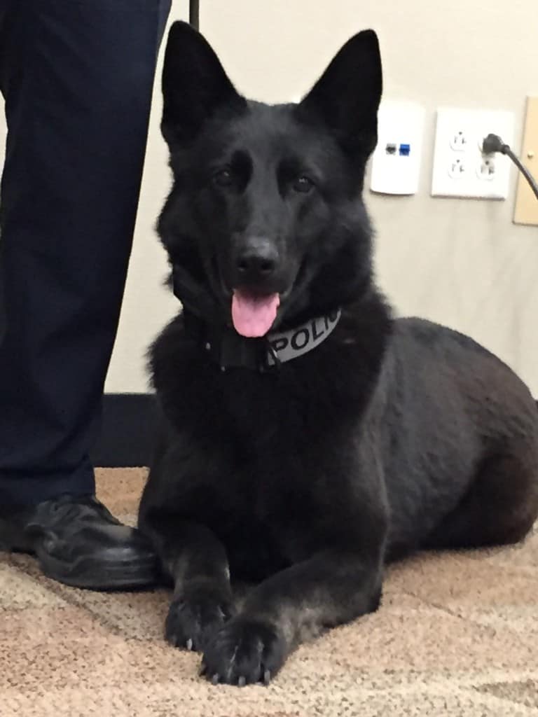 Frisco's K9 Officer Cali