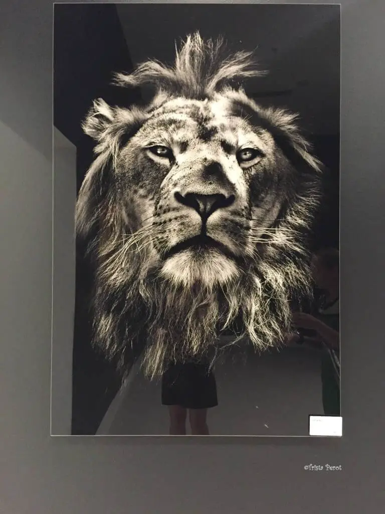 lion art at modani dallas