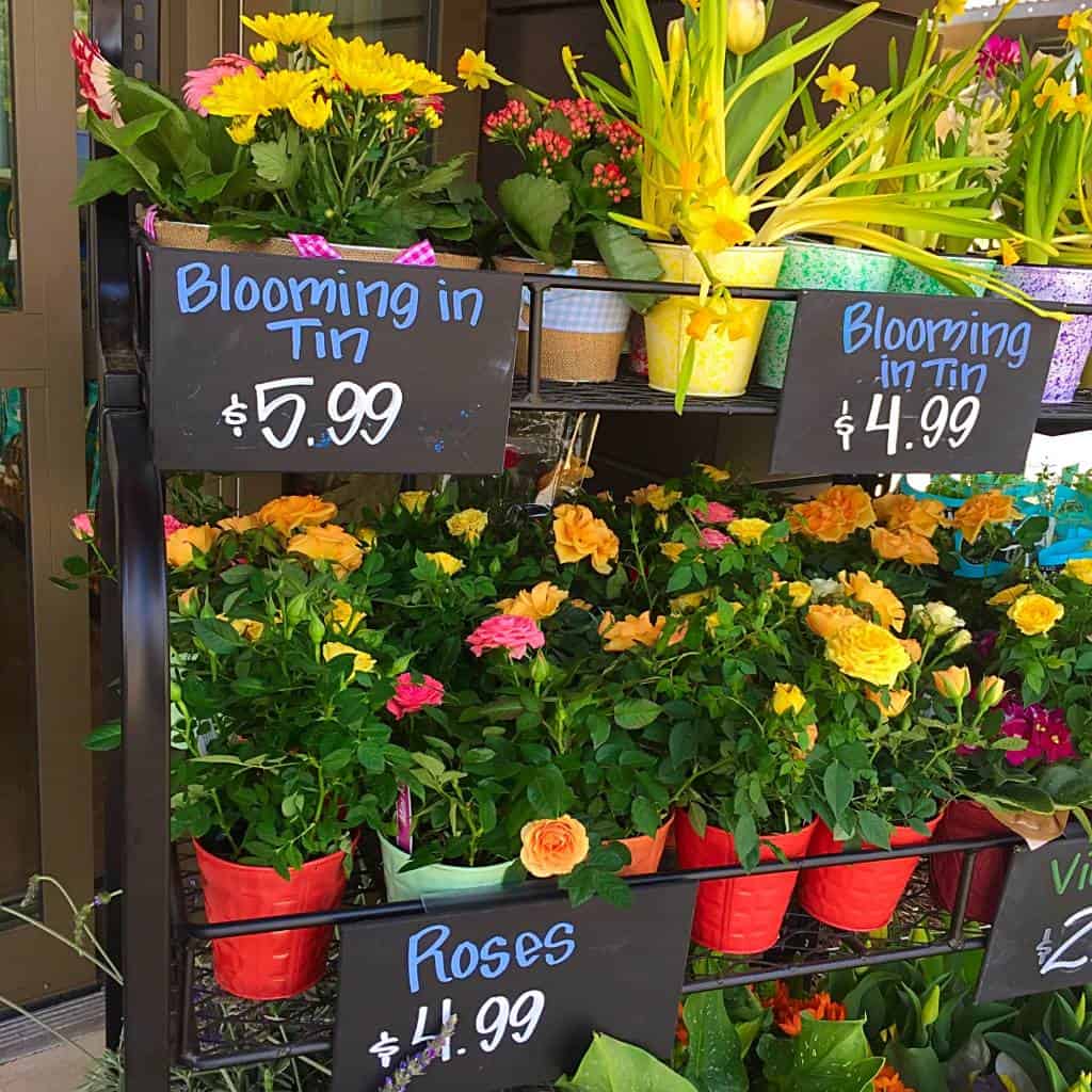 trader joes flowers trader joes flowers