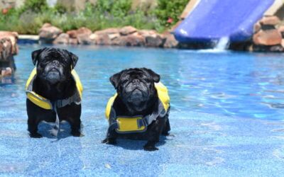 5 Essential Tips for Pet Pool Safety