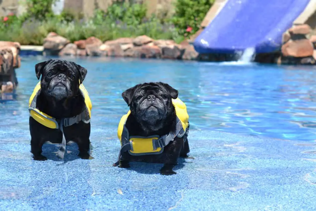 beni and beau modeling in pool