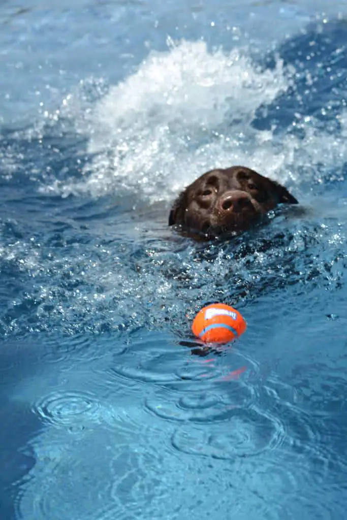 dog swimming chasing ball