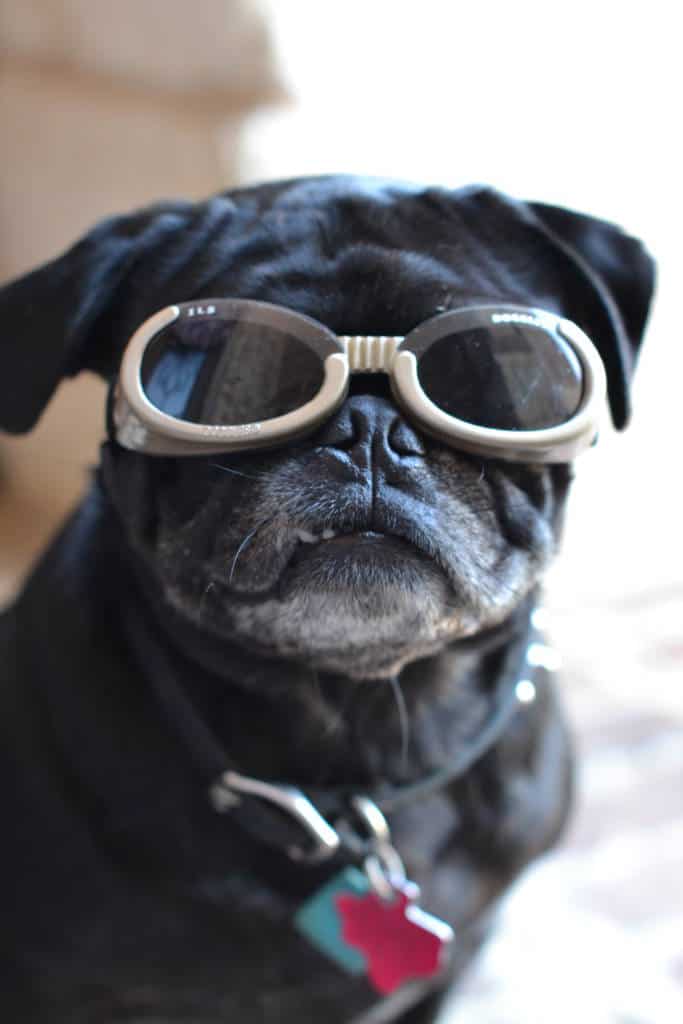 pug wearing dog sunglasses
