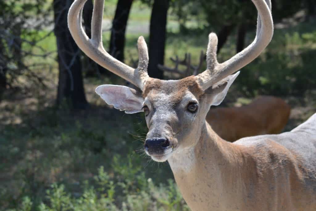 deer close up fossil rim wildlife center