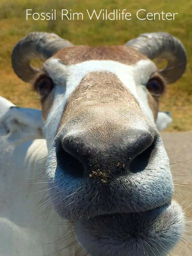 hand-feeding an Addax at Fossil Rim Wildlife Center