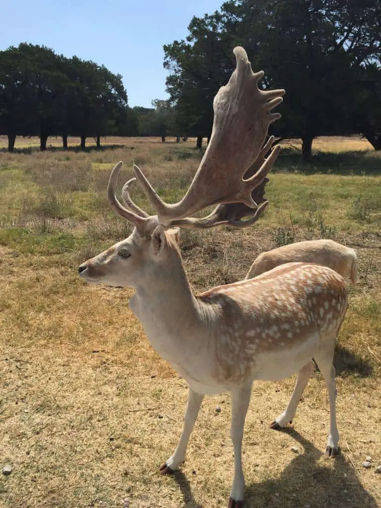 animals at fossil rim wildlife center