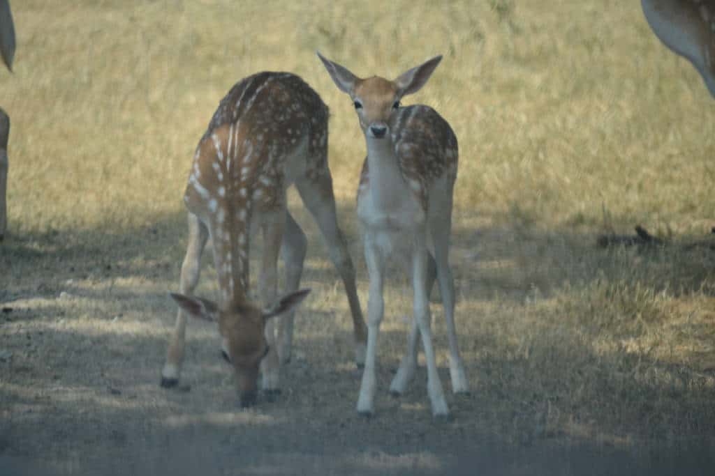 baby deer at fossil rim wildlife center