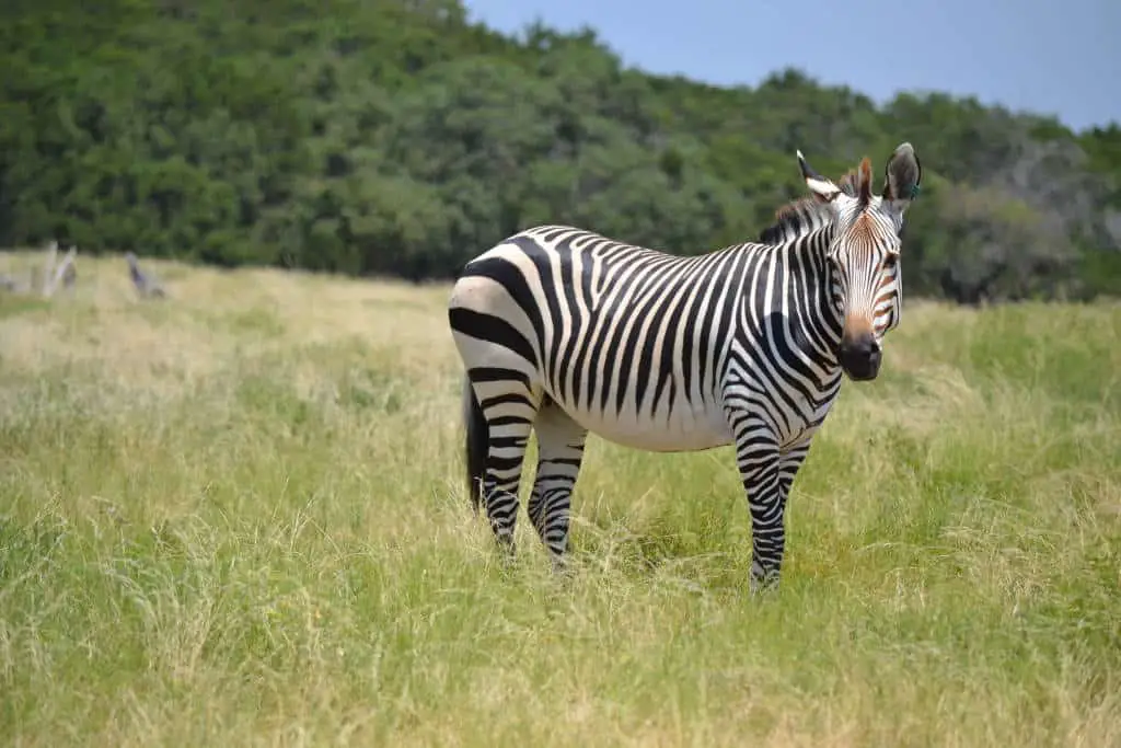 zebra at fossil rim wildlife center