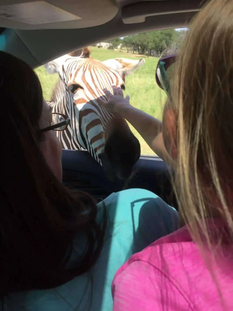 petting the zebra at fossil rim wildlife center