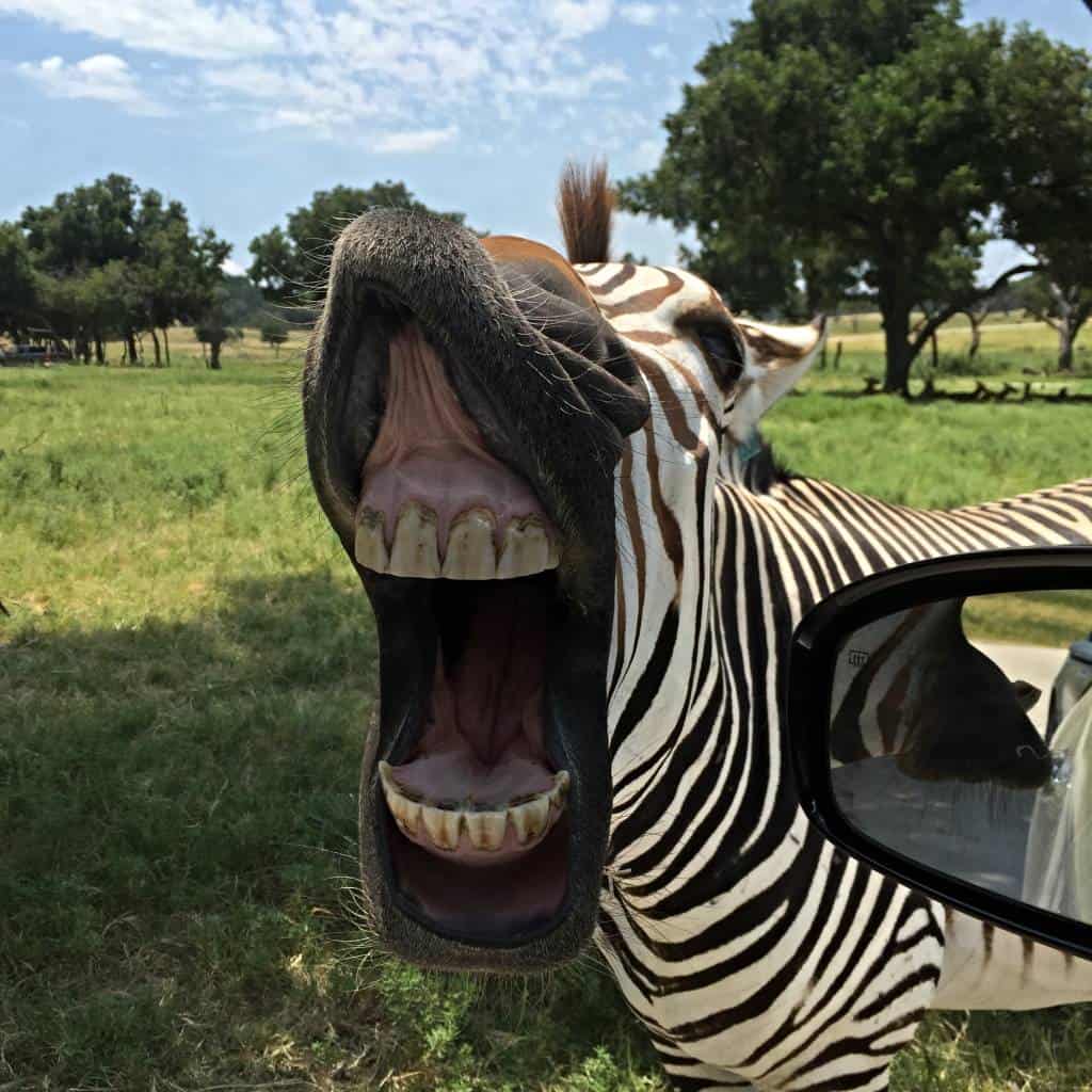 zebra smile at fossil rim wildlife center