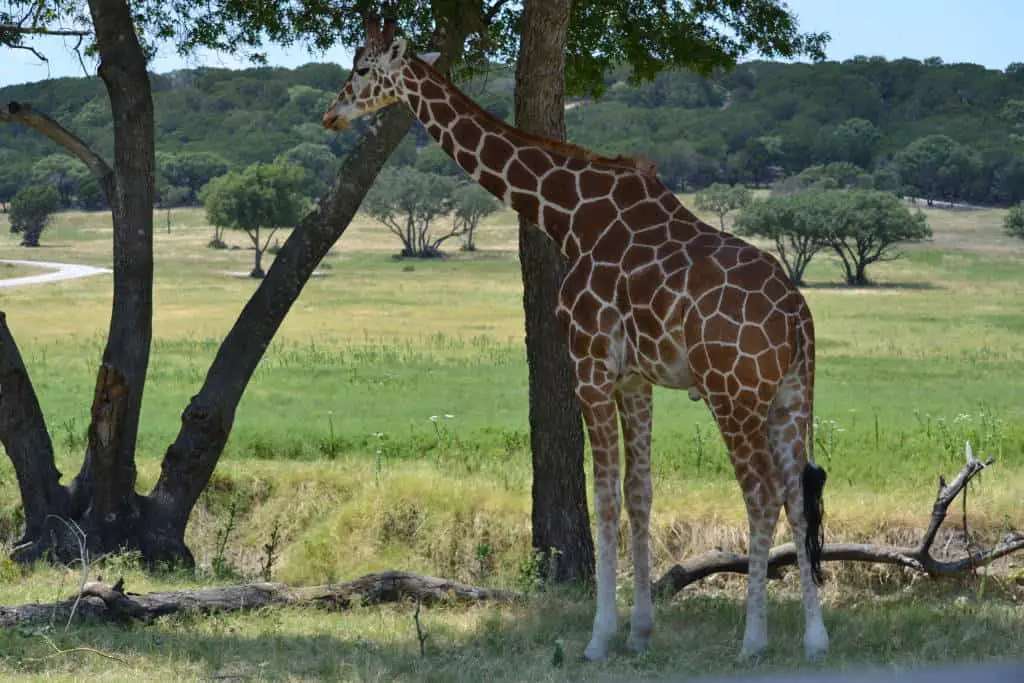 giraffe at fossil rim wildlife center