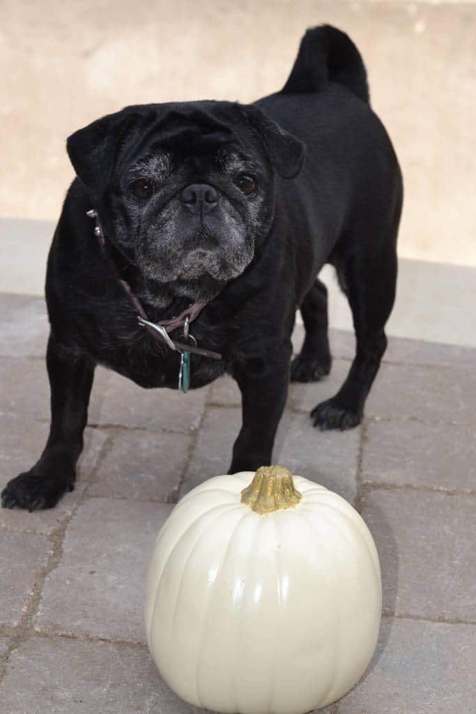 white pumpkin with pug