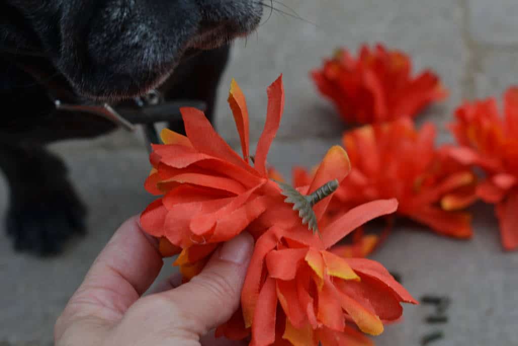 removing the stem for DIY flower pumpkins