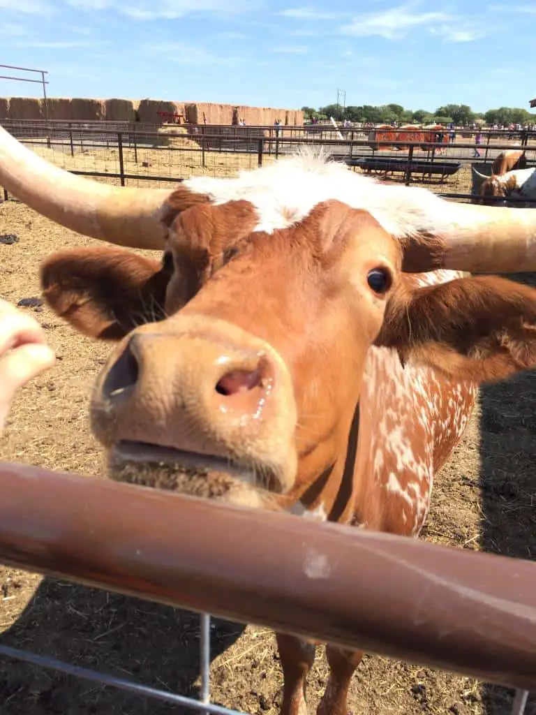 longhorn at Preston Trail Farms