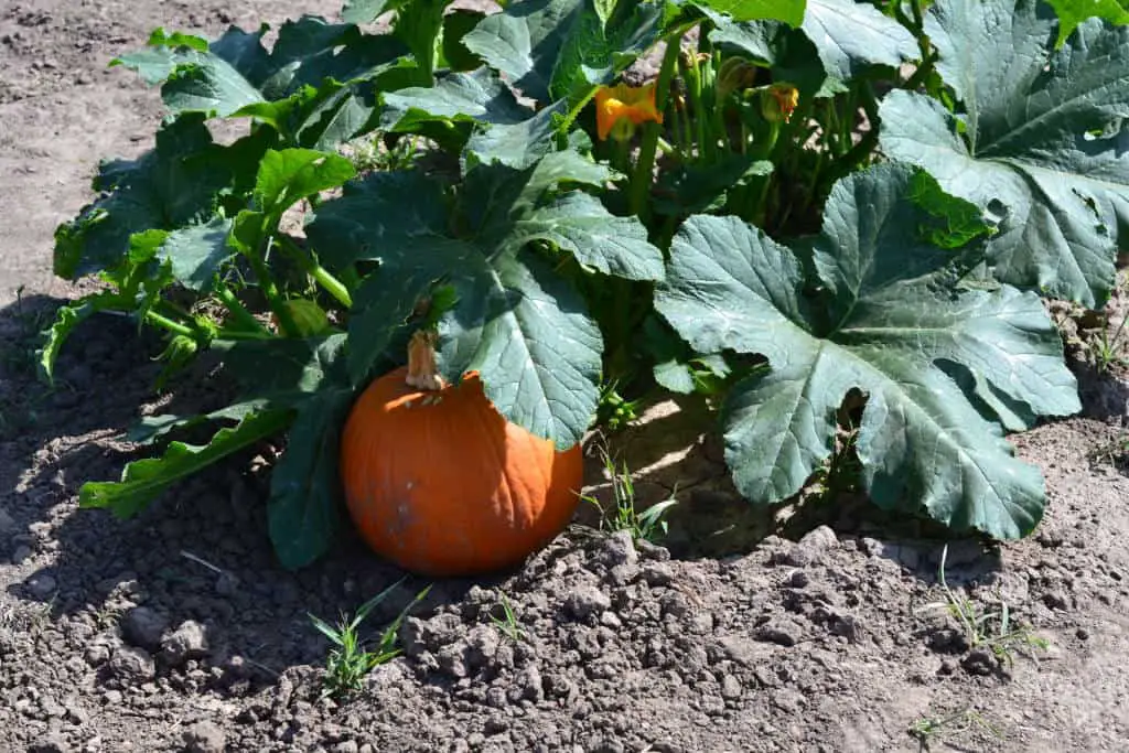 pumpkins growing in the ground