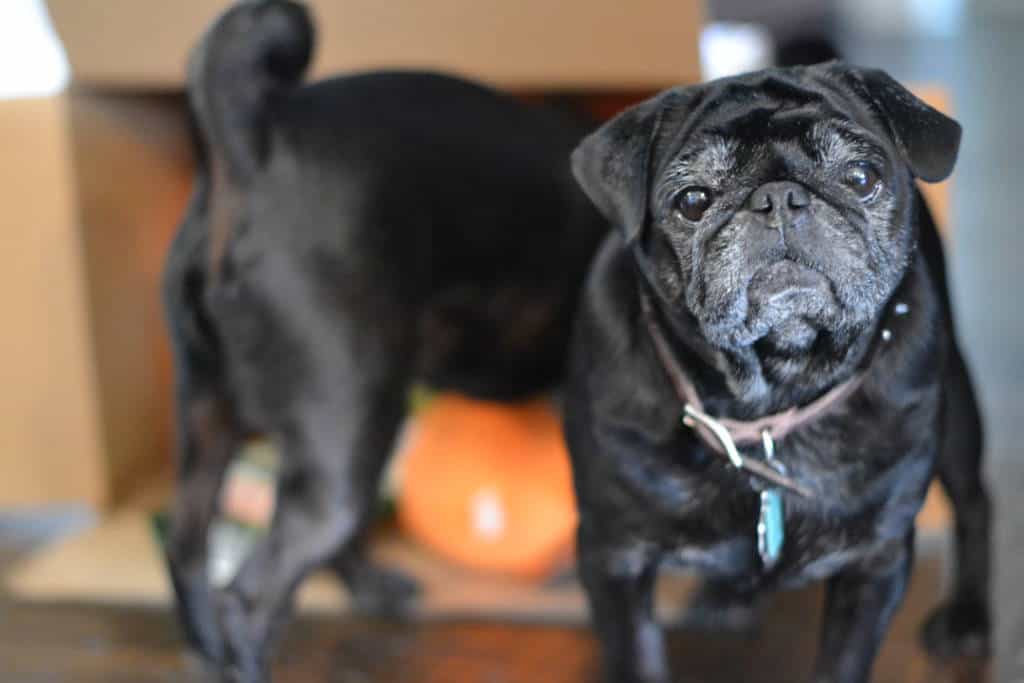 one pug doesn't share one pug doesn't share