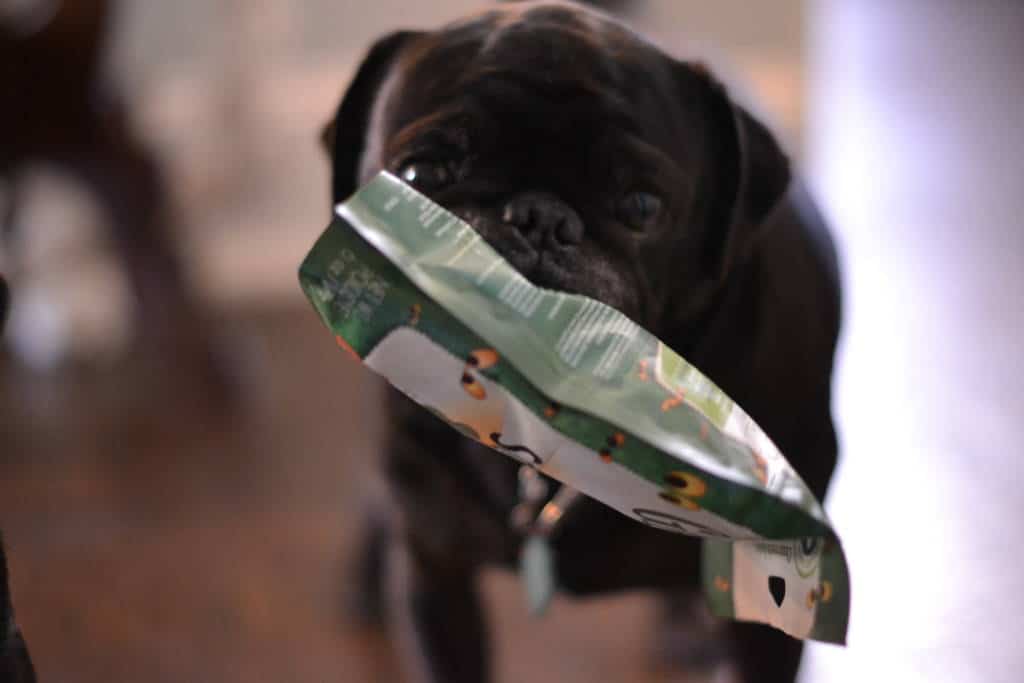 pug stealing greenies