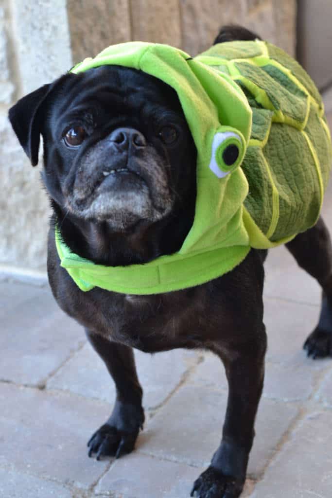 pug dressed in turtle costume from petsmart