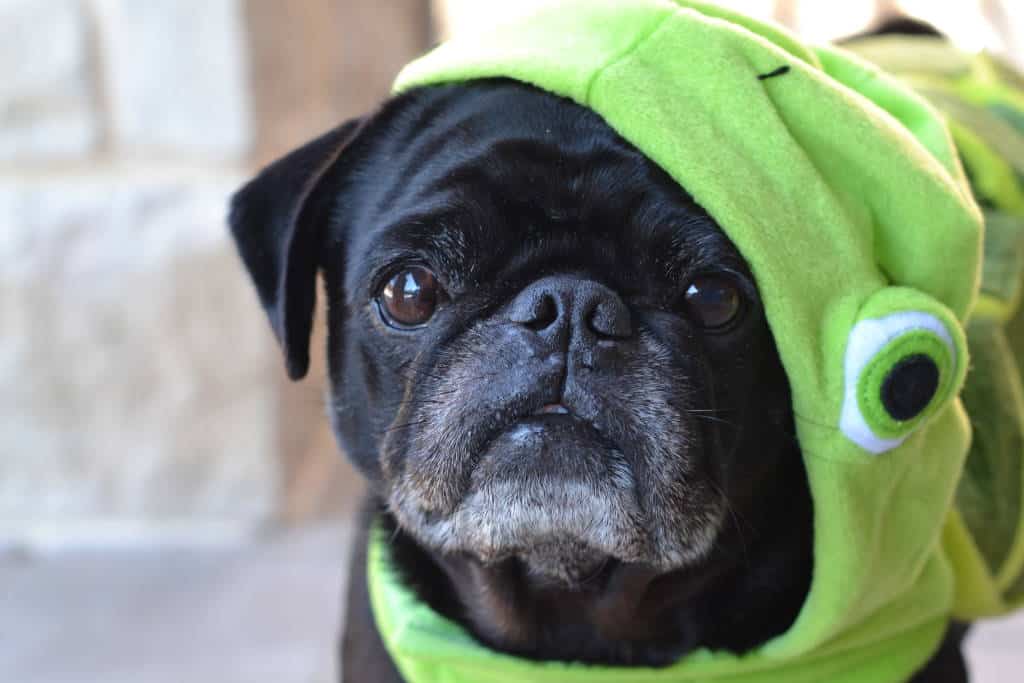 closeup pug in petsmart turtle costume