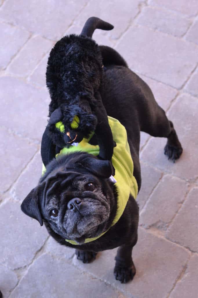 pug wearing black cat costume from petsmart