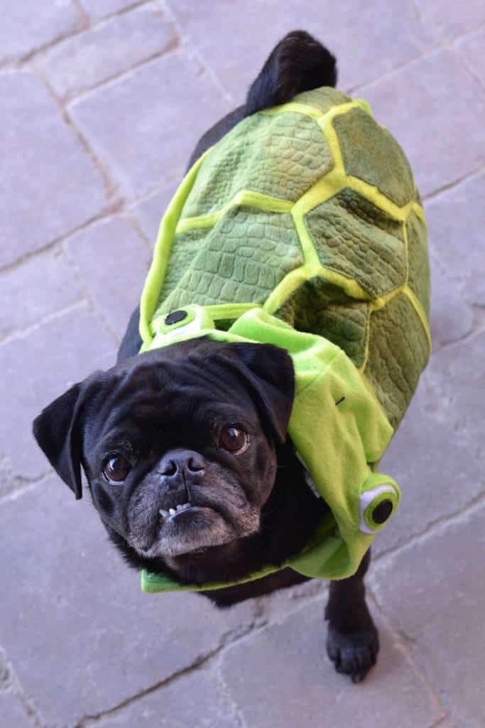 back view of pug in turtle costume from petsmart