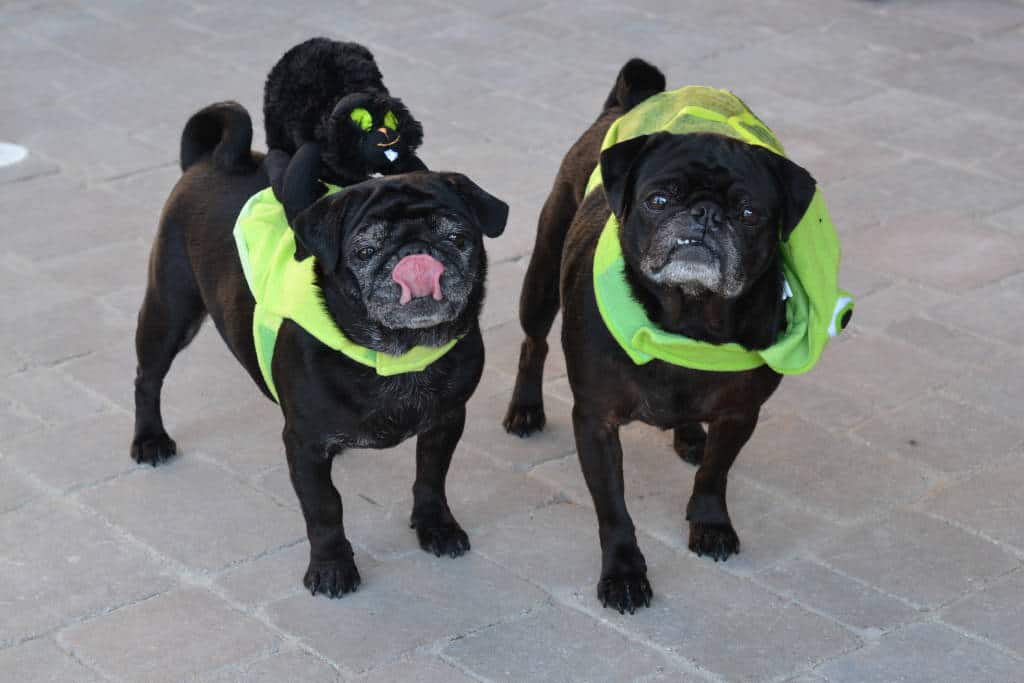 tongue out tuesday tongue out tuesday