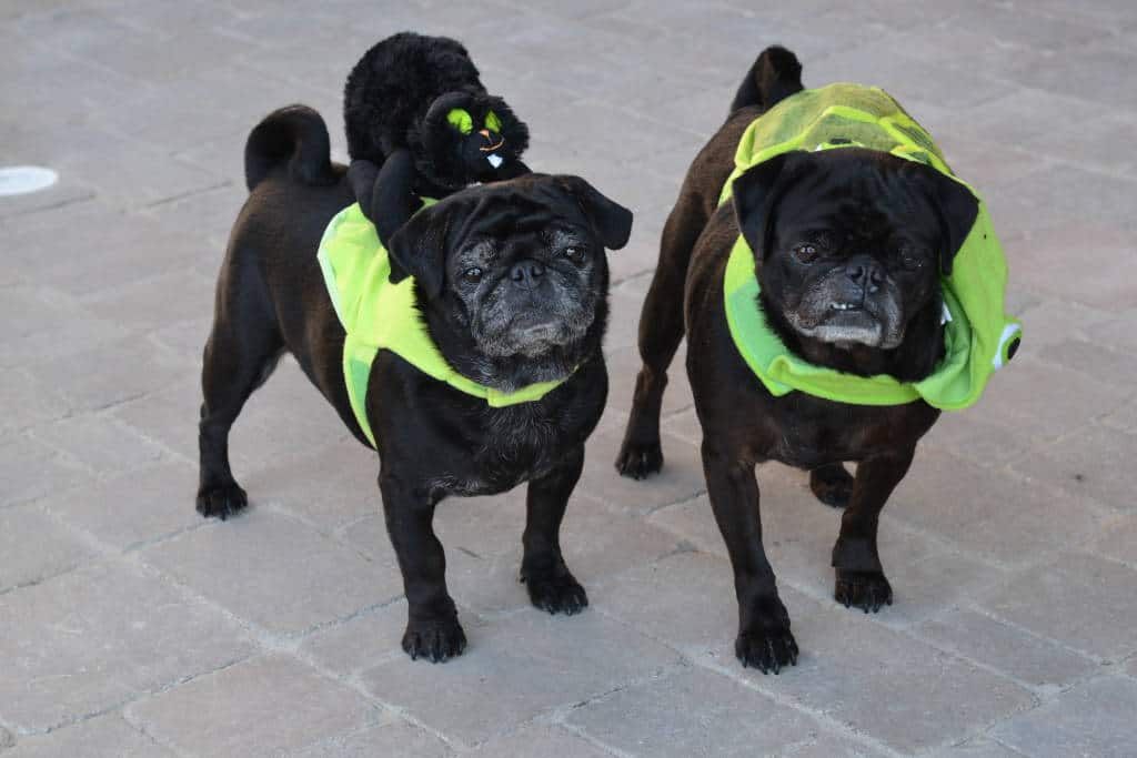 pugs in petsmart costumes