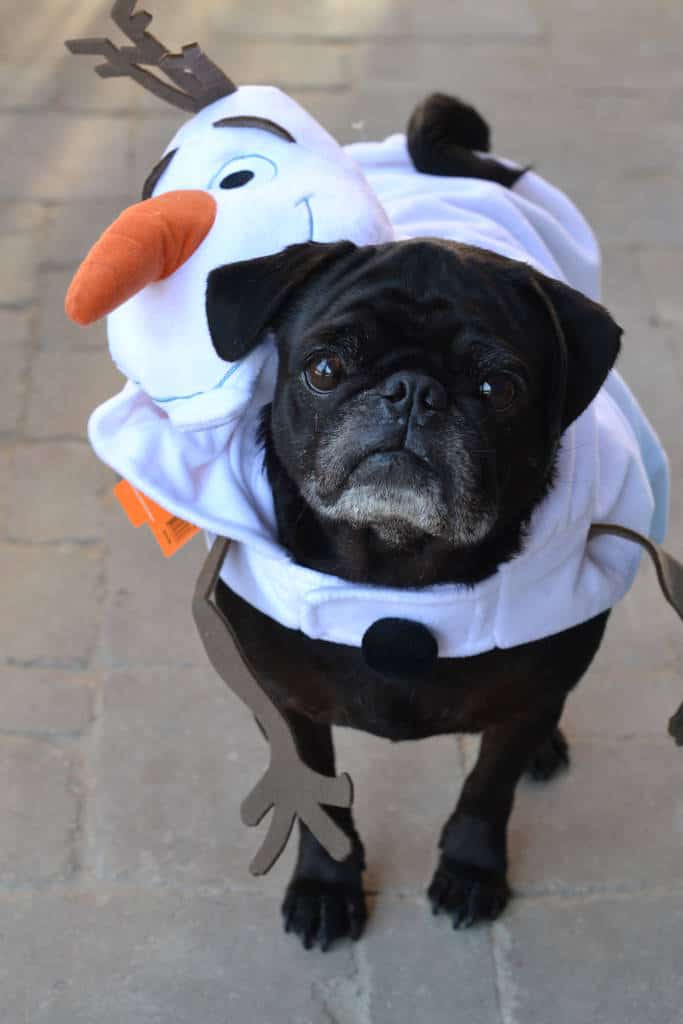 pug olaf pug olaf