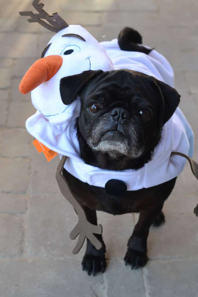 pug olaf