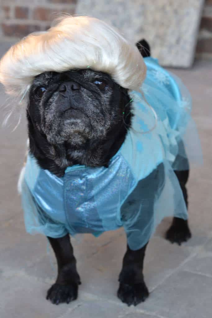 pug elsa pug elsa
