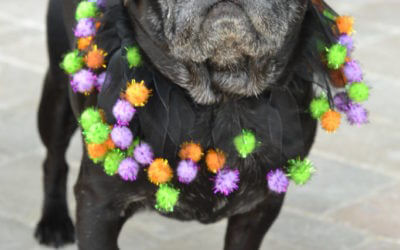 Pugging Out for Pug-O-Ween and World Pug Day