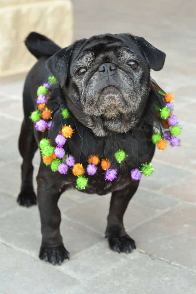 pug in pom pom collar